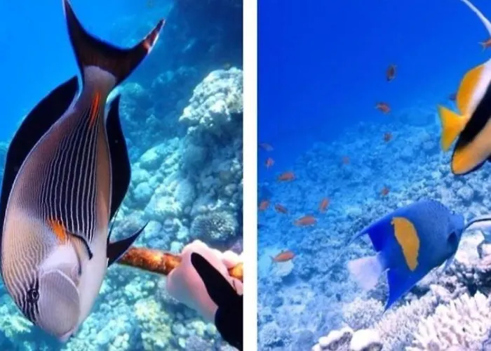 Ad Un Passo Dalle Stelle 56 Domina Coral Bay * Sharm-el-Sheikh